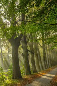 Magische bomen van Dirk van Egmond