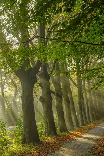 Magic trees by Dirk van Egmond