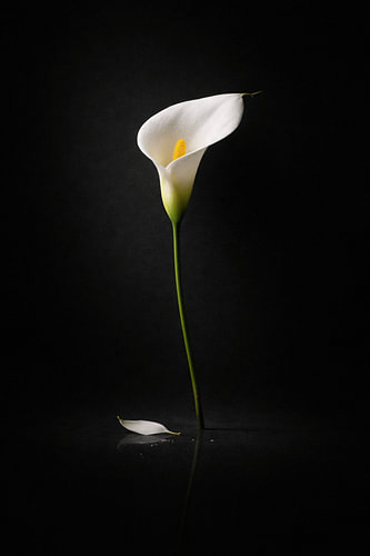 White Calla Lily on Black – Elegant Minimalist Floral Wall Art