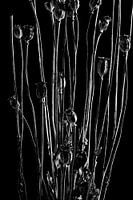 Nature Morte - Papaver (zwart-wit)