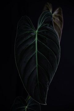 Philodendron Melanochrysum 1 van 2 van Anita Visschers