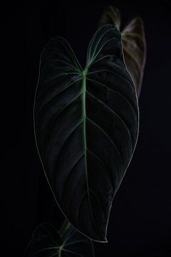 Philodendron Melanochrysum 1 van 2