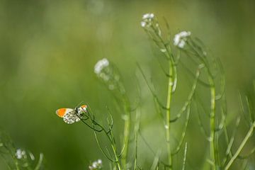 oranjetipje van Bart Hardorff