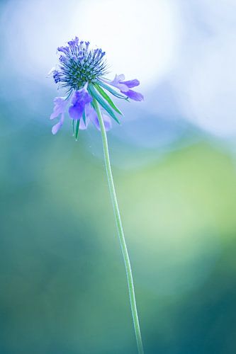 Zoekend naar het licht (bloem)