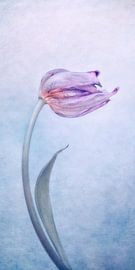 stormy morning by Claudia Moeckel