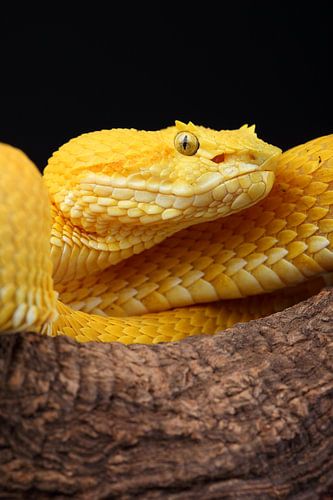 Wimpergroefkopadder (Bothriechis schlegelii)