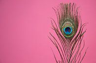 Pauwenveer op roze achtergrond van Tot Kijk Fotografie: natuur aan de muur thumbnail