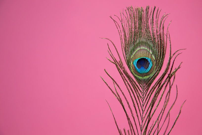 Pauwenveer op roze achtergrond van Tot Kijk Fotografie: natuur aan de muur