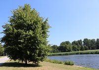 Eik aan het water