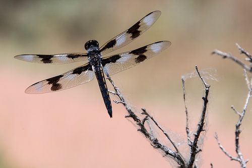 Libelle in Amerika