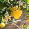 Sonnengelbe Zitrone und blühender Zitronenbaum von Adriana Mueller