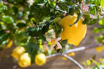 Sonnengelbe Zitrone und blühender Zitronenbaum