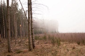 No man's land sur Lynn Finch