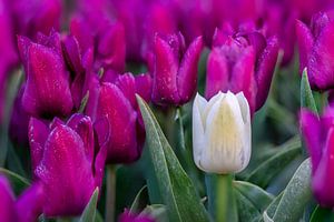 Weiße Tulpe in einem Feld von lila Tulpen von Rene Siebring
