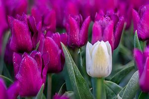 Weiße Tulpe in einem Feld von lila Tulpen