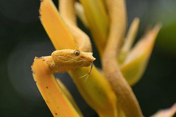 Yellow eyelash palm pitviper, Costa Rica van Mirjam Welleweerd