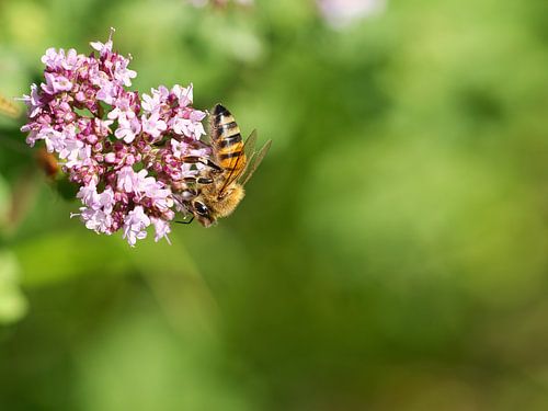 Bee on a flower collecting nectar