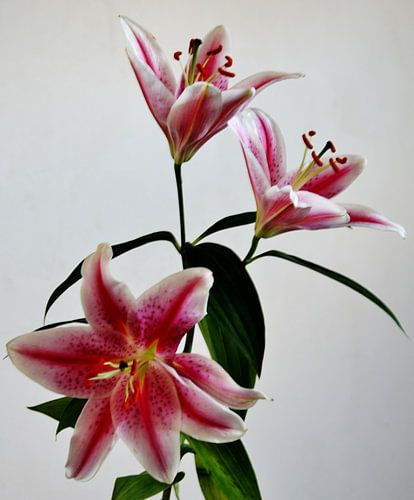 Flower Series Red. by Hans Jansen