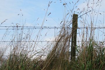 berm in nazomer, met begroeiing en afrastering van Clementine aan de Stegge