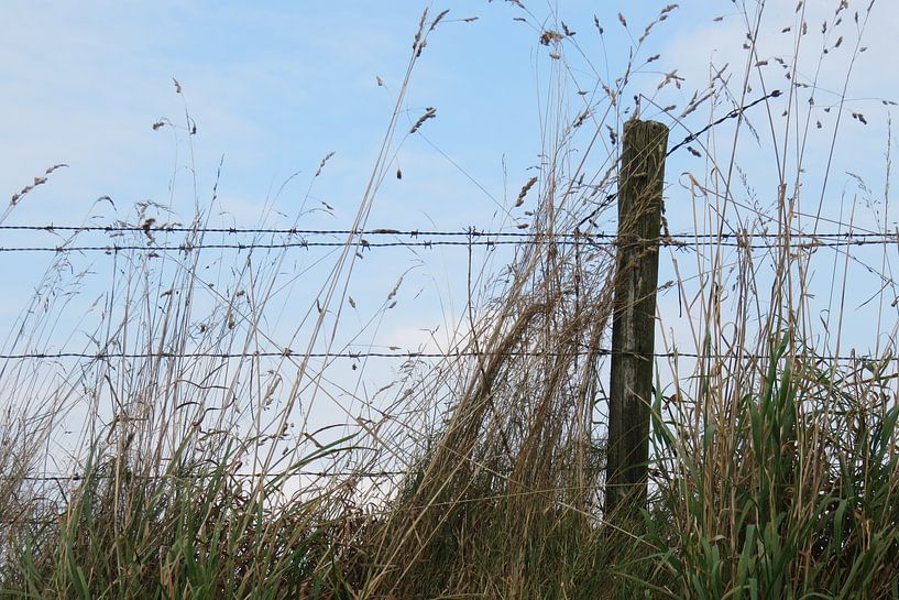 berm in nazomer, met begroeiing en afrastering by Clementine aan de Stegge