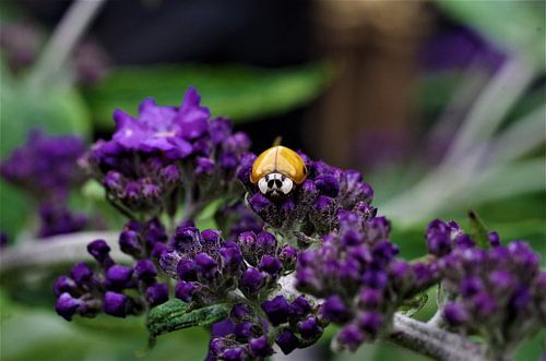 Lieveheersbeestje op vlinderstruik 2 van Fotomakerij