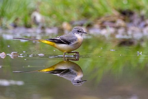 Grijze kwikstaart met reflectie