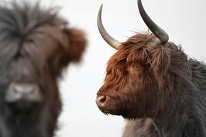 Schotse hooglanders twee koppen 2 kleurig von Sascha van Dam