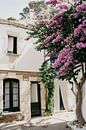 House Bougainvillea by Maike Simon thumbnail