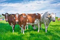 three beautiful cows in a row