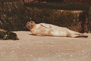 Gewone Zeehond aan het relaxen op het strand van Scheveningen van Anne Zwagers