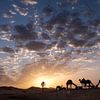 Dromedaries at sunrise by Affect Fotografie