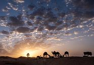 Dromedare bei Sonnenaufgang von Affect Fotografie Miniaturansicht