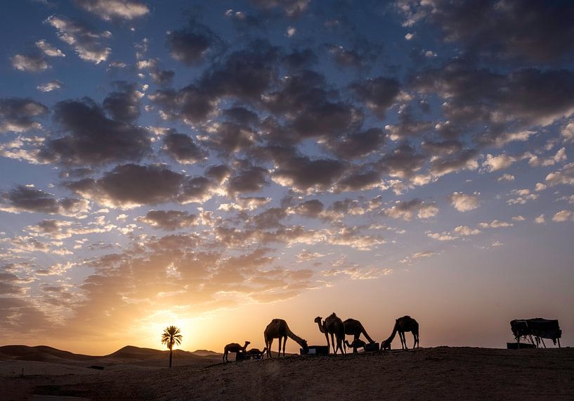 Dromedare bei Sonnenaufgang von Affect Fotografie