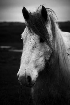 White horse portrait, Schiermonnikoog
