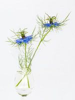 Nigella Damascena