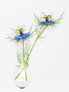 Juffertje-in-het-groen (Nigella damascena) 