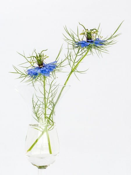 Nigella Damascena by Kok and Kok