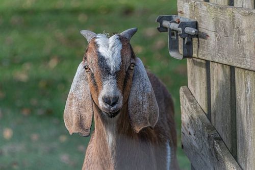Wie klopt daar aan mijn deurtje? Jong geitje