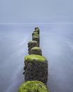 Wellenbrecher mit Moos und Muscheln an der Nordsee | Landschaftsfotografie von Marijn Alons Miniaturansicht