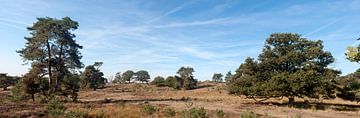 Veluwezoom National Park Gelderland by Richard Wareham