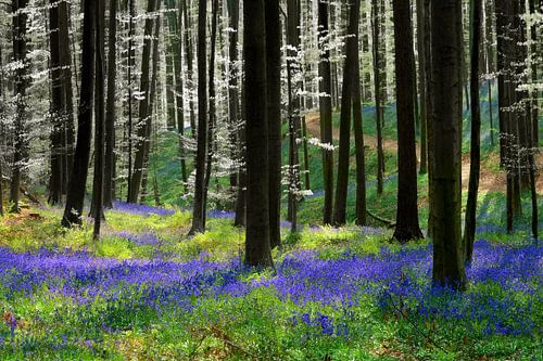 Blue Silver by Lars van de Goor