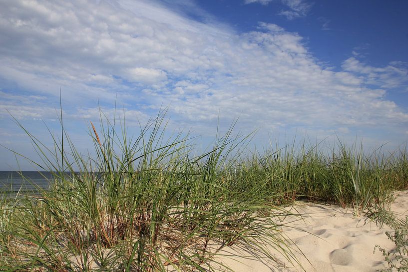 Dune landscape by Ostsee Bilder