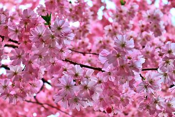 Prachtige bloesem van een fruitboom in de lente van MPfoto71