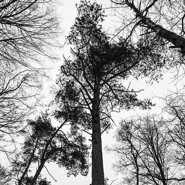 Zwart wit beeld van bomen by Tess Smethurst-Oostvogel