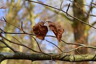Zwei Herbstblätter an einem Baum von Nicolette Vermeulen Miniaturansicht