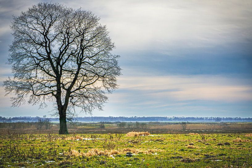 Arbre sombre par Edwin Boer