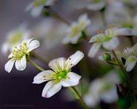 Bloemenmeer
