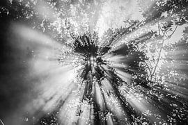 Heavenly! in black and white 1 by de buurtfotograaf Leontien