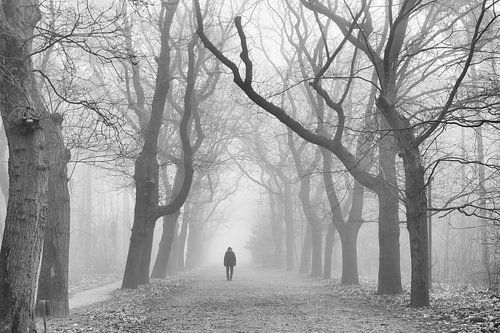 Wandelaar in het bos