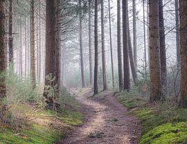 Nebliger Pfad, Kap Wälder von Sonny Vermeer